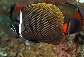 Cheatodon Collary